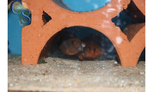 Iodotropheus sprengerae